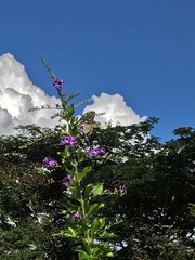 Papilio clytia clytia