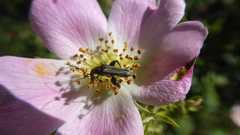 Oedemera tristis