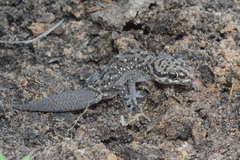 Hemidactylus squamulatus