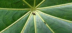 Ceratocapsini