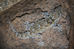 Tarentola annularis
