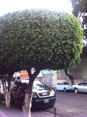 Ficus benjamina