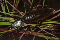Lethocerus cordofanus