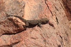 Tarentola annularis