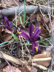 Iris reticulata