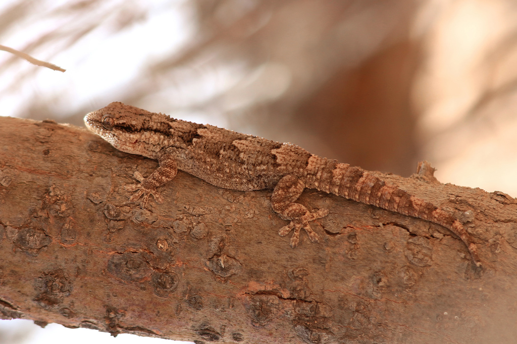 African Wall Gecko