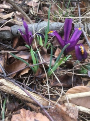 Iris reticulata
