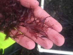 Phycodrys