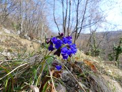 Pulmonaria australis