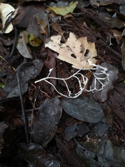 Brunneocorticium corynecarpon