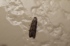 Aphomia sapozhnikovi