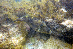 Meuschenia freycineti