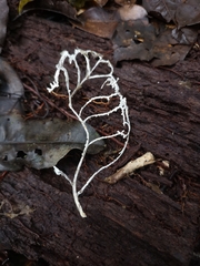 Brunneocorticium corynecarpon