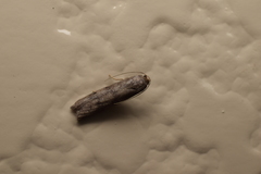 Aphomia sapozhnikovi