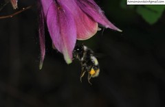 Bombus ganjsuensis
