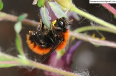 Bombus hedini