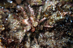 Goniocidaris impressa