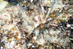 Goniocidaris impressa