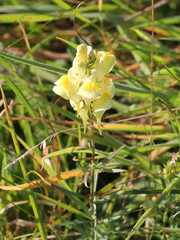 Linaria vulgaris