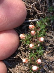 Pyxidanthera brevifolia