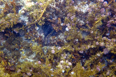 Notolabrus parilus