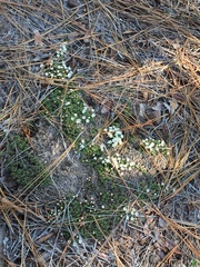 Pyxidanthera brevifolia