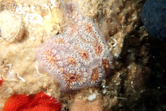 Botrylloides leachii