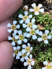 Pyxidanthera brevifolia