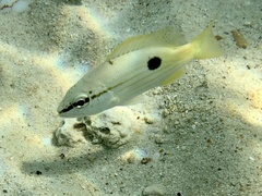 Lutjanus fulviflamma