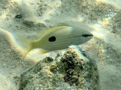 Lutjanus fulviflamma