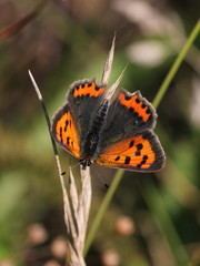 Lycaena phlaeas