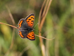 Lycaena phlaeas
