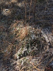 Pyxidanthera brevifolia