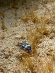 Canthigaster rostrata