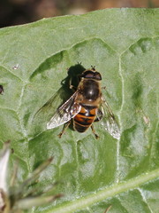 Eristalis tenax