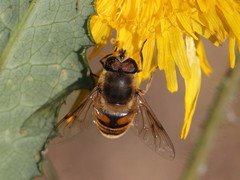 Eristalis tenax
