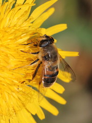 Eristalis tenax