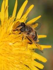 Eristalis tenax