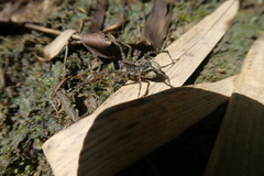 Lycosidae