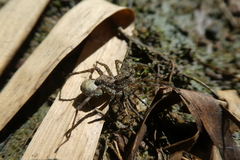 Lycosidae