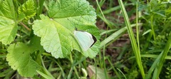 Leptophobia