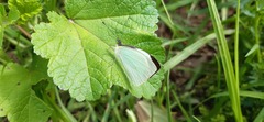 Leptophobia