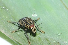 Stenocerus frontalis