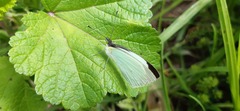 Leptophobia