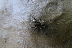 Lycosidae