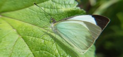 Leptophobia