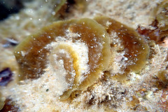 Lobophora variegata