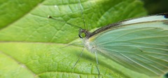 Leptophobia