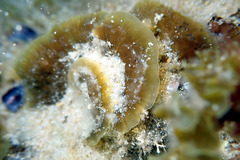 Lobophora variegata