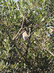 Carduelis carduelis